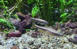 Acquario - Milano (4)